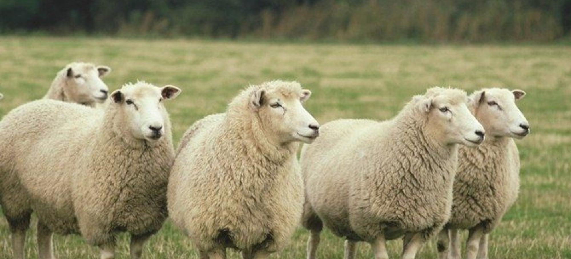 Merino Yarn, Care and Local Production