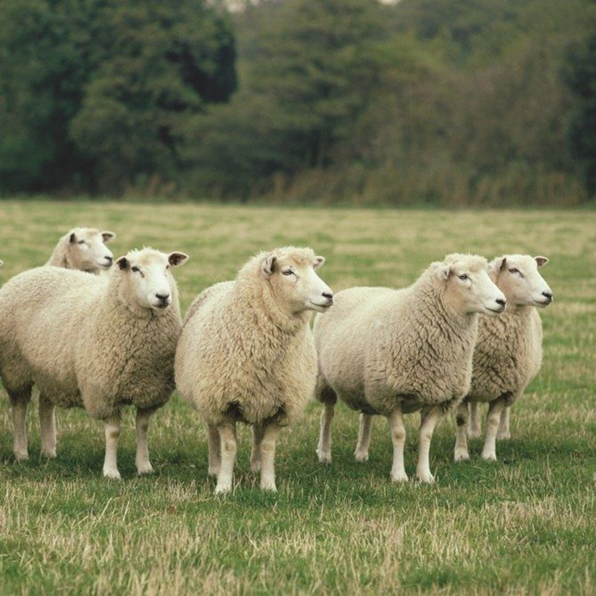 Merino Yarn, Care and Local Production